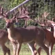 Trophy WhiteTail Hunting